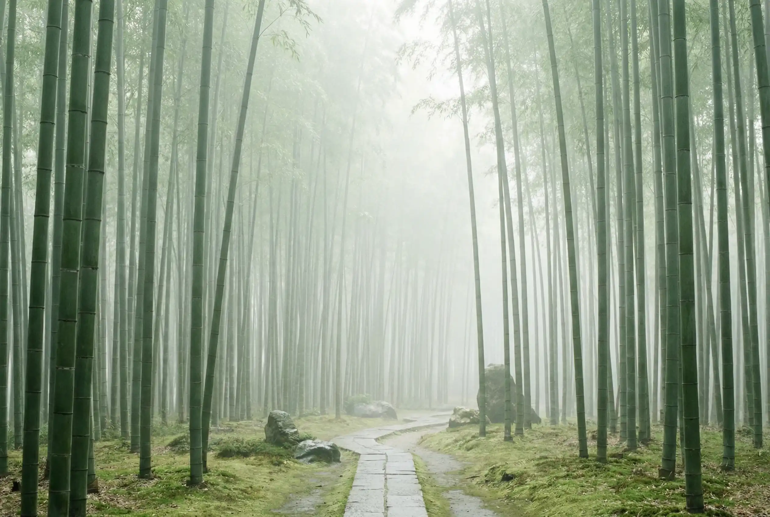 足球博彩 自然恩赐计划竹林背景